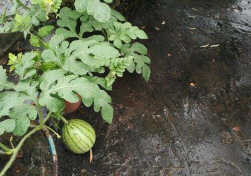 生黄瓜味的拇指西瓜价格多少钱一斤?亩产利润