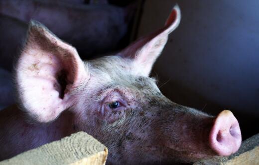 养殖猪需要多少资金?养100头猪能赚多少钱?一