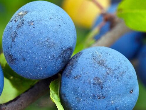 蓝莓种子多久发芽?几月份成熟?怎么洗才干净