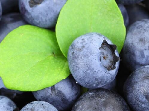 蓝莓种子多久发芽?几月份成熟?怎么洗才干净