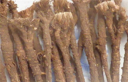 多年生草本植物柴胡产自哪里?什么时候种?种