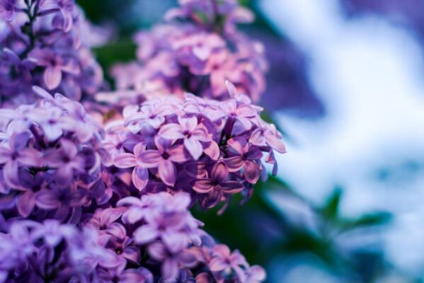 欧洲名花紫罗兰的花语是什么?种子价格大约多