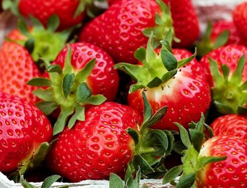 水果皇后草莓如何播种育苗?怎样种植管理?亩