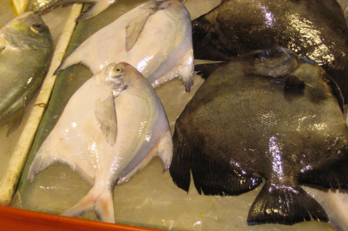 南部扁鱼苗多少钱一条 可以人工养殖吗 土流网