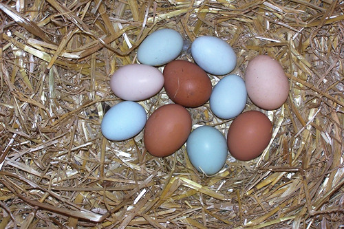 农村散养蛋鸡的利润与成本计算(以500只为例)