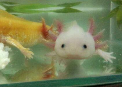 六角龙鱼怎么养?六角龙鱼饲养指南