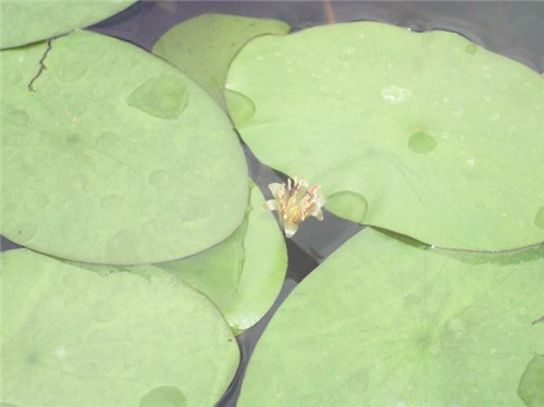 多年生水生植物莼菜是什么菜?一般多少钱一斤