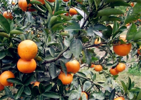 现在茂谷柑市场价格多少钱一斤?未来3年种植
