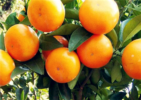 现在茂谷柑市场价格多少钱一斤?未来3年种植