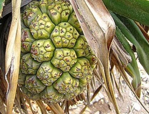 假菠萝价格多少钱一斤?怎么吃?有哪些功效及