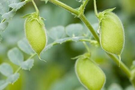 长相奇特的鹰嘴豆能吃吗?有什么功效作用?价