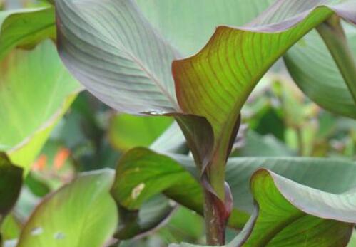 淀粉作物芭蕉芋收购价格大约多少钱一斤?怎么