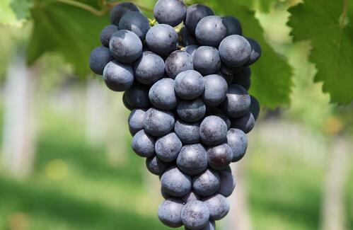 藤本植物 葡萄在什么季节成熟 巨峰葡萄几月份成熟 吃葡萄有哪些好处 土流网