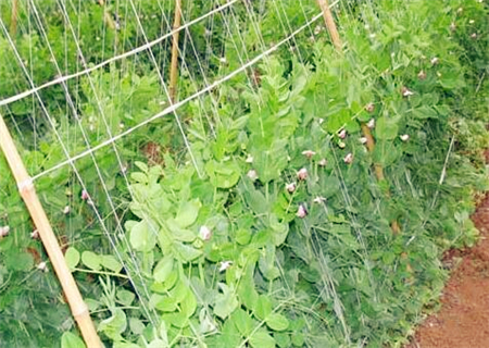 豌豆什么时候成熟 什么时间种植最好 怎么种植 土流网