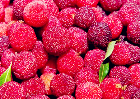 杨梅什么时候成熟上市?哪里的产地最好?哪里