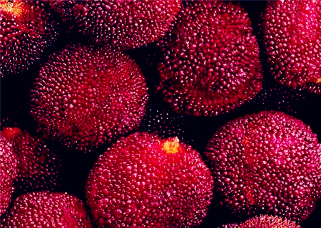 杨梅什么时候成熟上市?哪里的产地最好?哪里