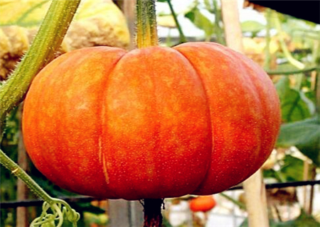 南瓜在什么时间成熟上市?什么品种最好?
