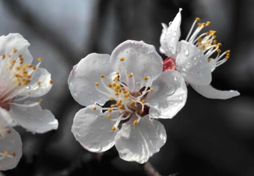 观赏树种杏花是什么颜色?一般在什么季节开?