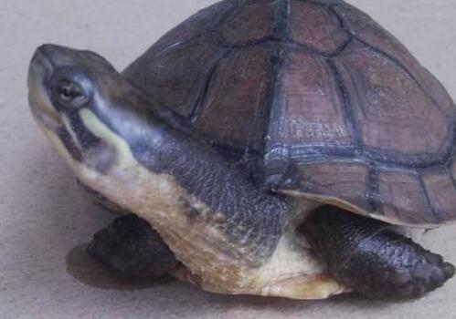 最古老的品种石龟多少钱一斤?2018石龟市场收