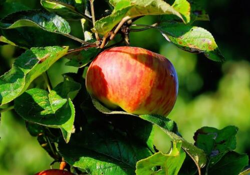 种好苹果树用什么肥料好?什么时候开花?花后