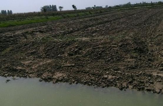 小龙虾种苗多少钱一斤?小龙虾一年能繁殖几次