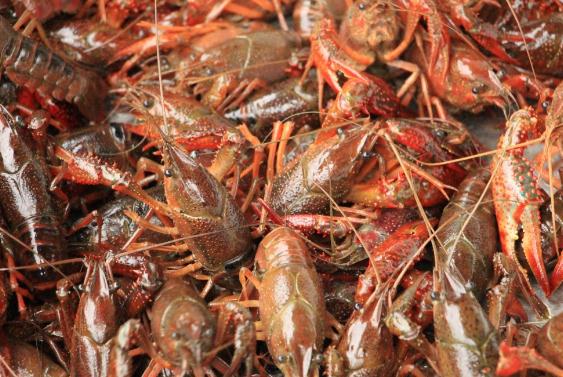 小龙虾种苗多少钱一斤?小龙虾一年能繁殖几次