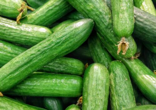 一亩大棚可以种多少黄瓜秧?亩产是多少?种植