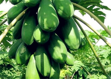 木瓜什么时候种植?什么时间收获最好?每亩的