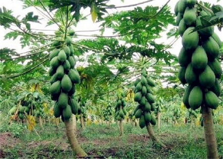 木瓜什么时候种植?什么时间收获最好?每亩的