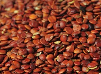 河北种什么药材最赚钱?