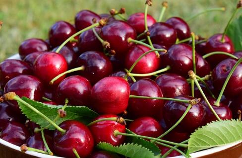 天然VC之王樱桃(车厘子)里面的籽可以种吗?