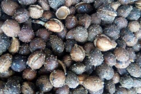 天然VC之王樱桃(车厘子)里面的籽可以种吗?