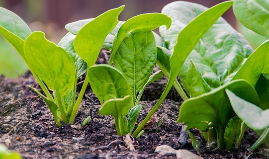 耐寒蔬菜菠菜种植时间和方法是什么?有哪些需