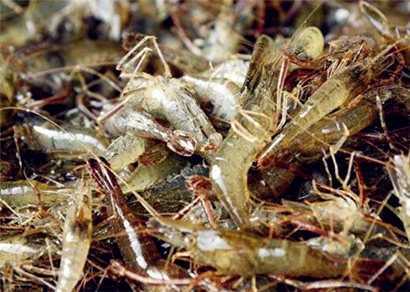 河虾(青虾)价格多少钱一斤?养殖赚钱吗?一亩利
