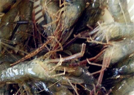 河虾(青虾)价格多少钱一斤?养殖赚钱吗?一亩利