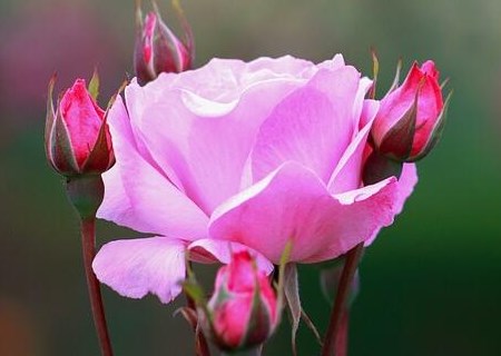 蔓藤蔷薇种子种植方法有哪些?玫瑰、月季、蔷