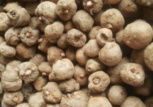 碱性食品魔芋种植施用什么肥料好?中后期田间