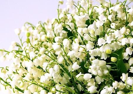 百合蒜盆栽百合花的种植方法有哪些?有什么功