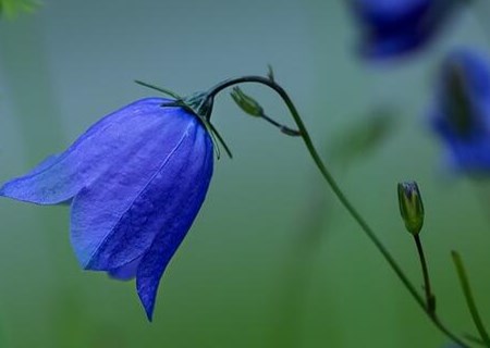 锦葵科风铃花种子种植方法有哪些?花语是什么