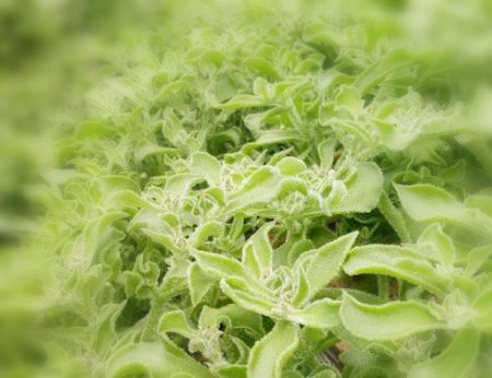 2018年农村创业做什么风险低又能赚钱?强烈推