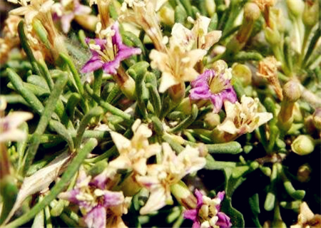 枸杞一般在什么时间开花结果?主要分布在我国