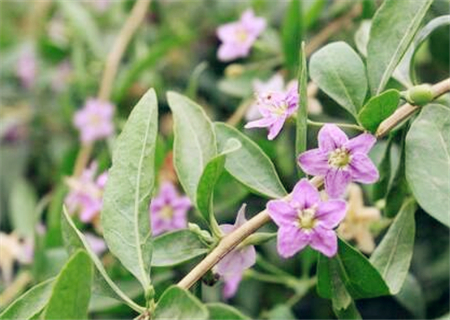 枸杞一般在什么时间开花结果?主要分布在我国