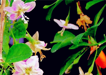 枸杞一般在什么时间开花结果?主要分布在我国