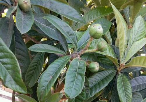 白沙枇杷价格大约多少一斤?种植几年结果?可