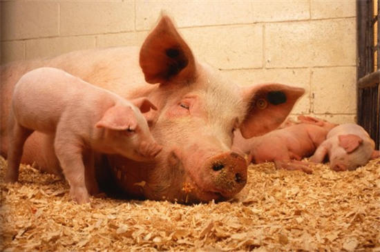 2018年生猪养殖贷款政策:能贷多少钱?有哪些