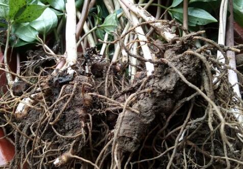 重楼(七叶一枝花)主要产地在哪里?2018、201