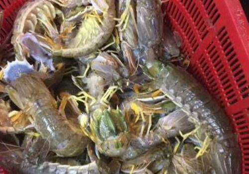 武汉皮皮虾市场价格多少钱一斤?和富贵虾一样