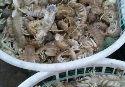 武汉皮皮虾市场价格多少钱一斤?和富贵虾一样