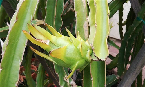 2018年火龙果什么时候上市?火龙果膨果期需要