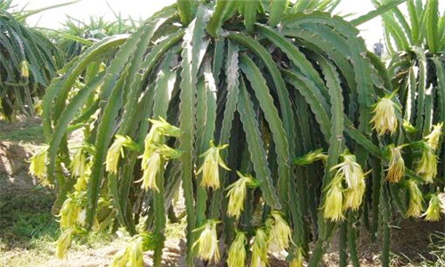 2018年火龙果什么时候上市?火龙果膨果期需要